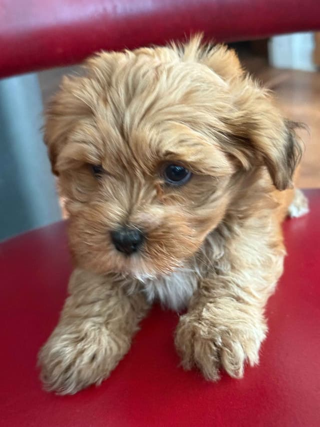 Havanese Puppies media 15