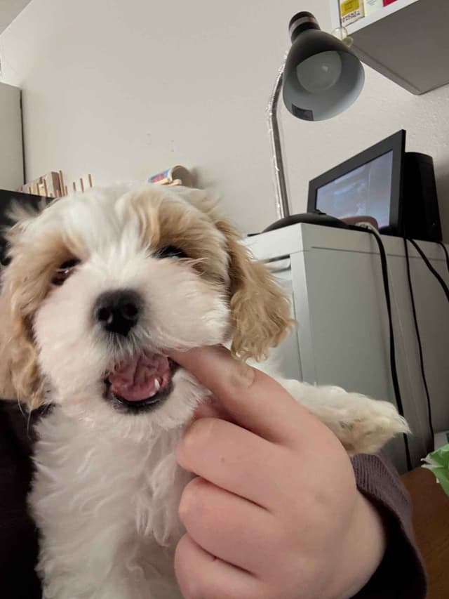 Havanese Puppies media 17