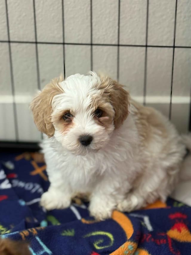 Havanese Puppies media 18