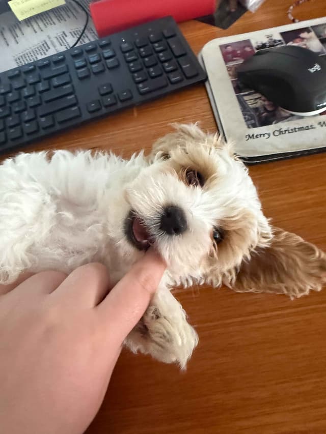 Havanese Puppies media 2