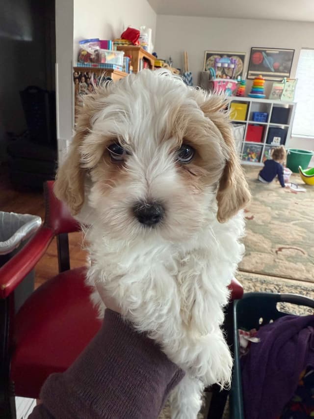 Havanese Puppies media 21
