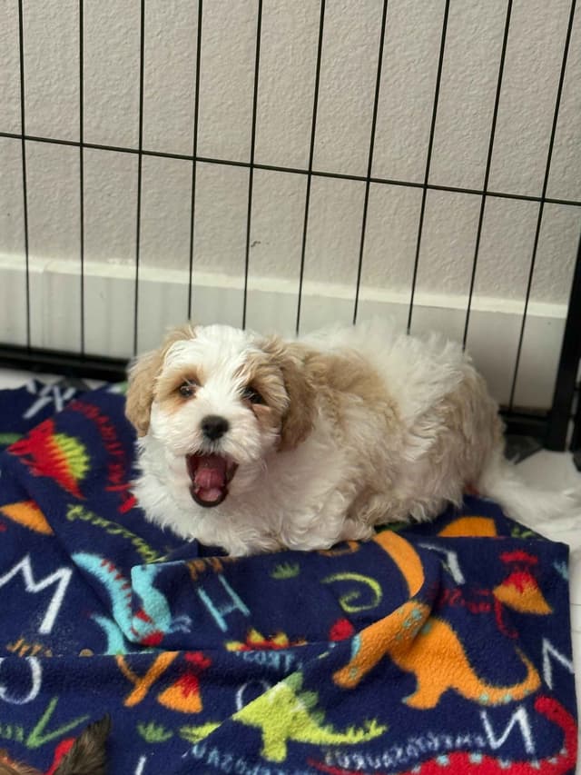 Havanese Puppies media 19