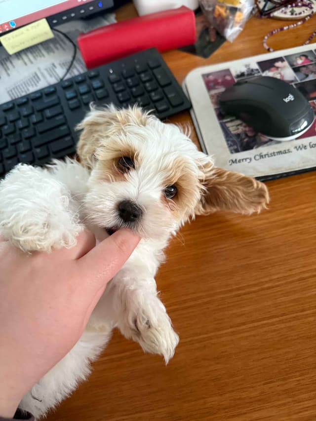 Havanese Puppies media 22