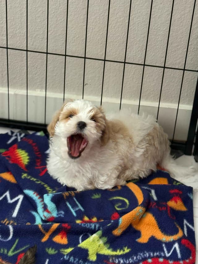 Havanese Puppies media 20