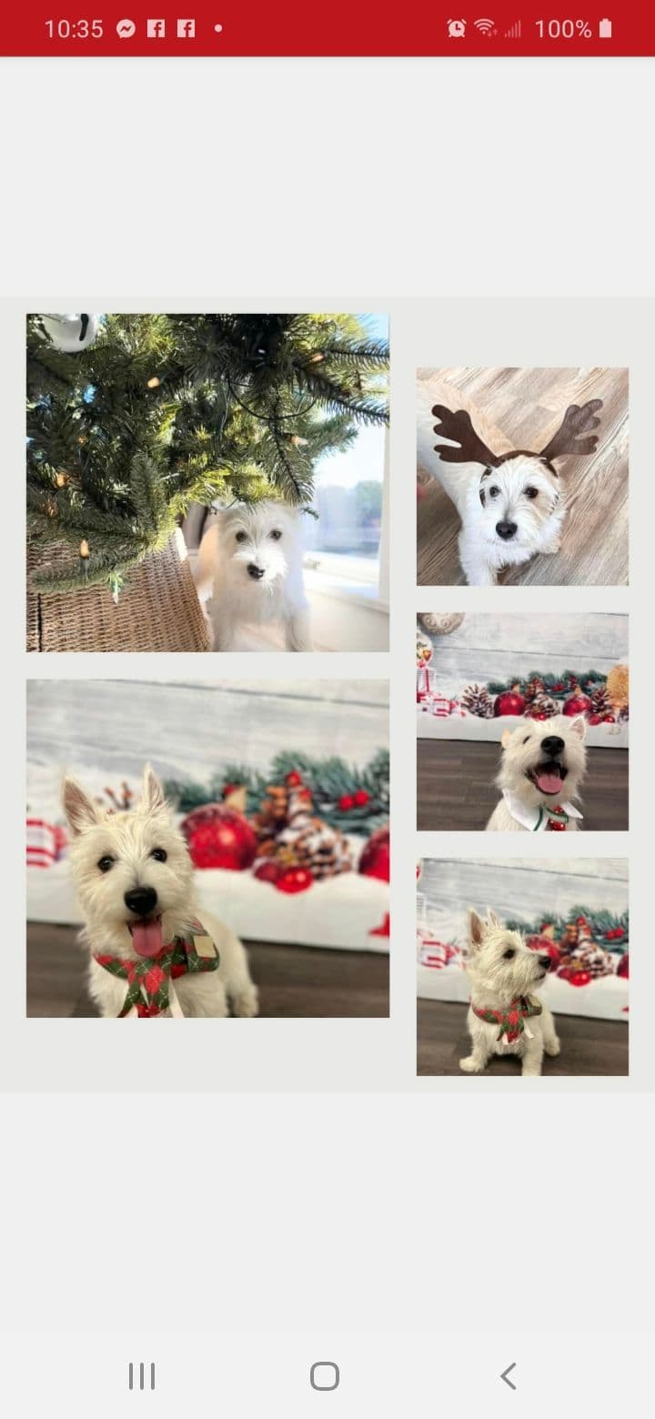 German Shepherd Dog Puppies breeder image 5