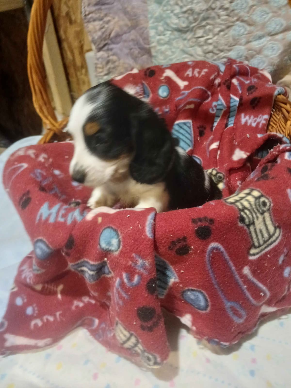 German Shepherd Dog Puppies breeder image 13