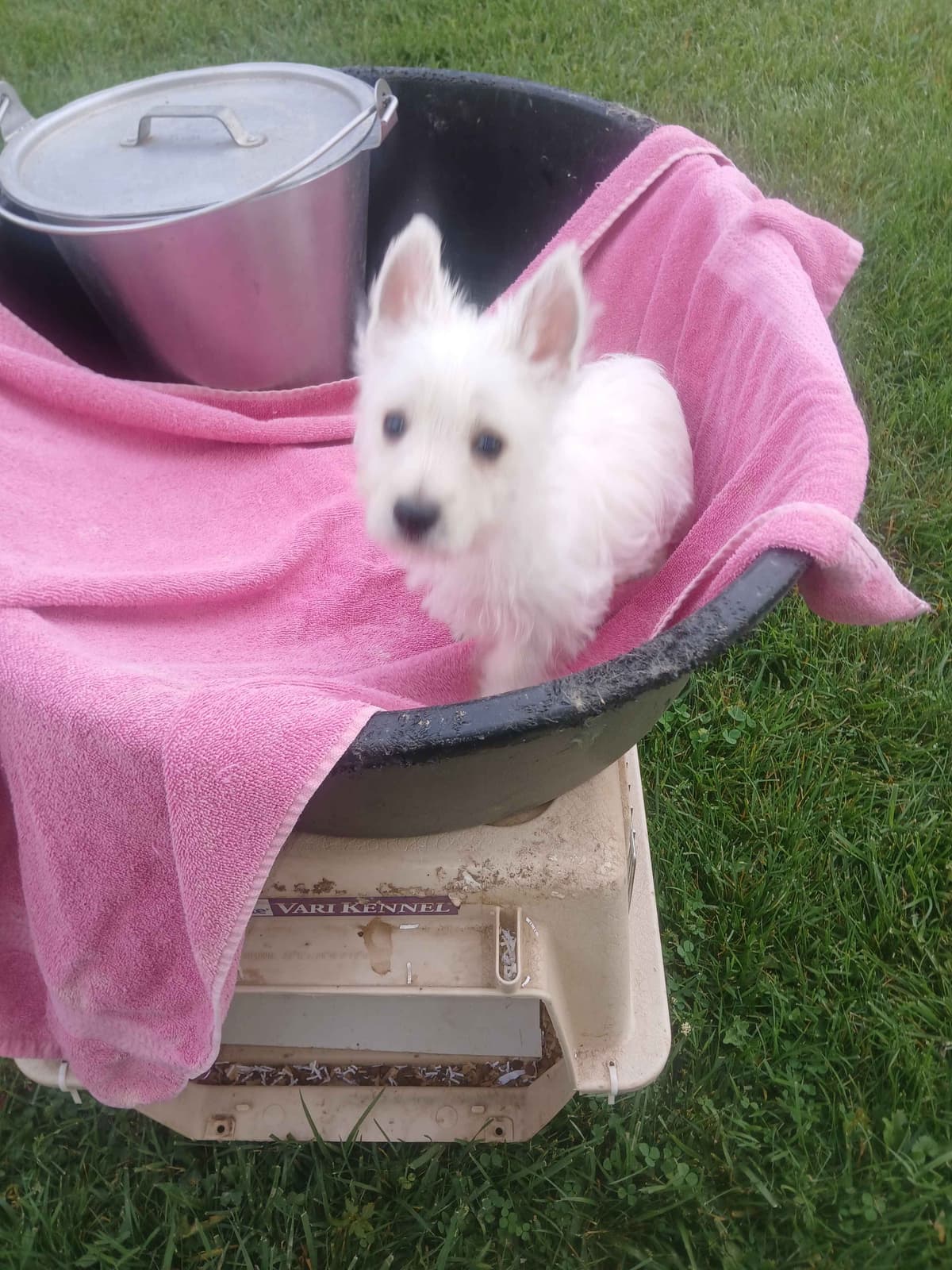 German Shepherd Dog Puppies breeder image 21