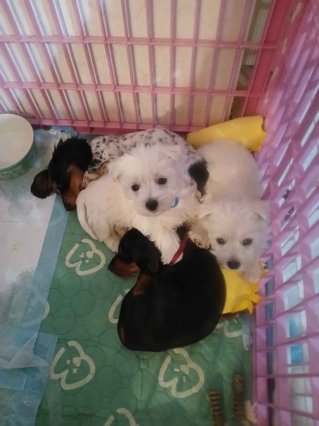 West Highland White Terrier Puppies media 3