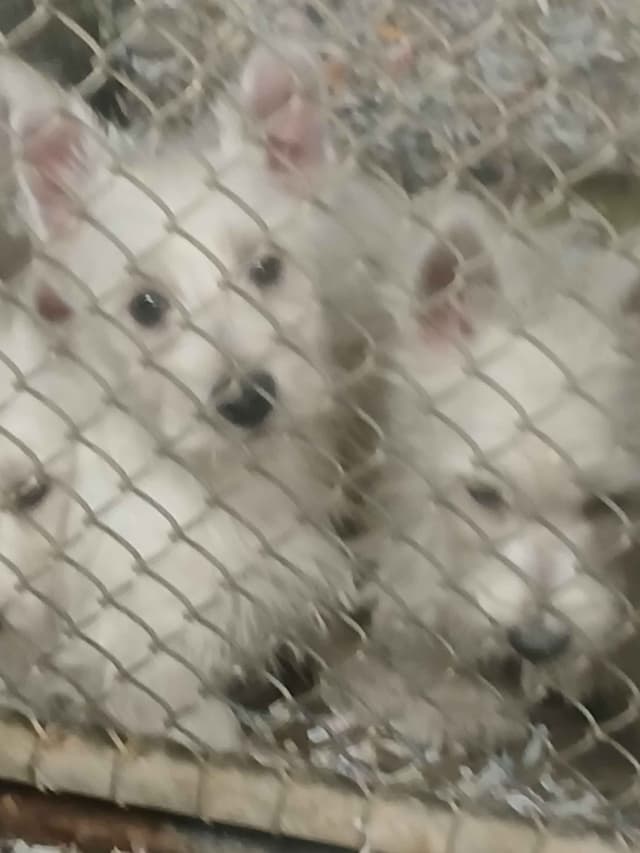 West Highland White Terrier Puppies media 4