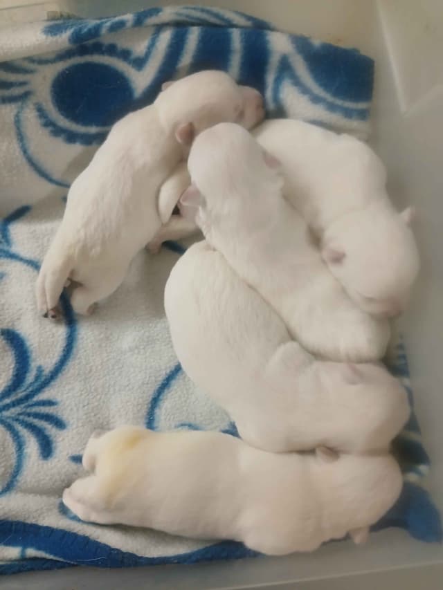 West Highland White Terrier Pups media 2