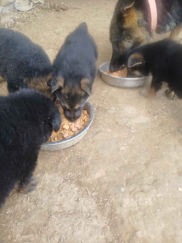 German Shepherd Dog Puppies media 3