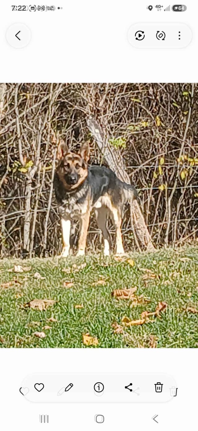 German Shepherd Dog Puppies media 4