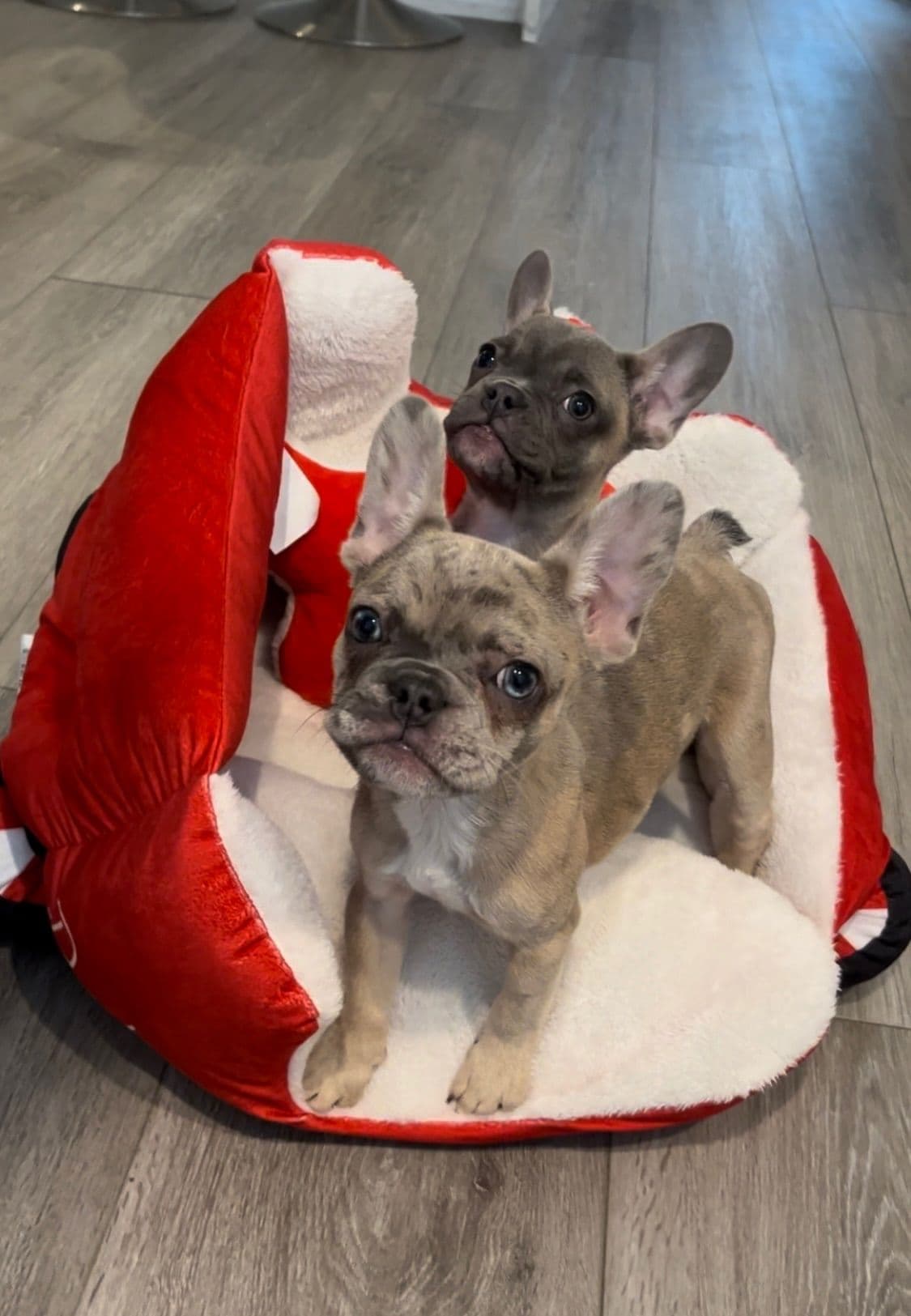 French Bulldog Cream Puppies breeder image 3