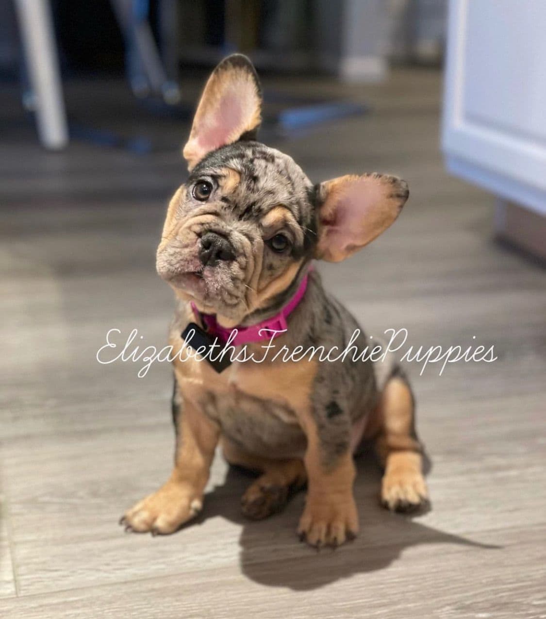 French Bulldog Cream Puppies breeder image 5