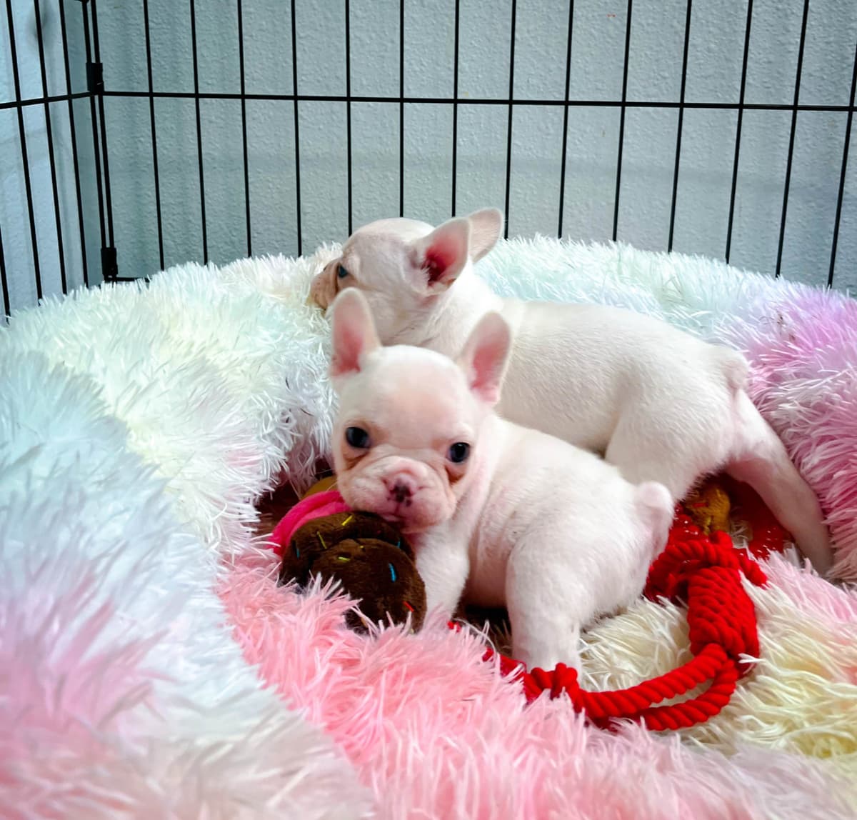 French Bulldog Cream Puppies breeder image 6