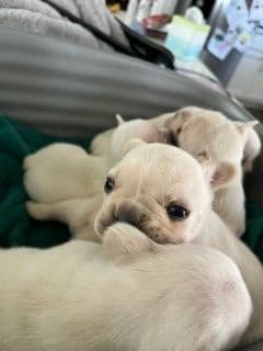 French Bulldog Cream Puppies media 4
