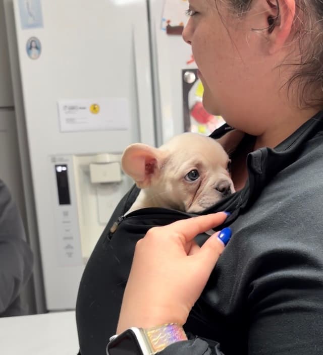 French Bulldog Cream Puppies media 3