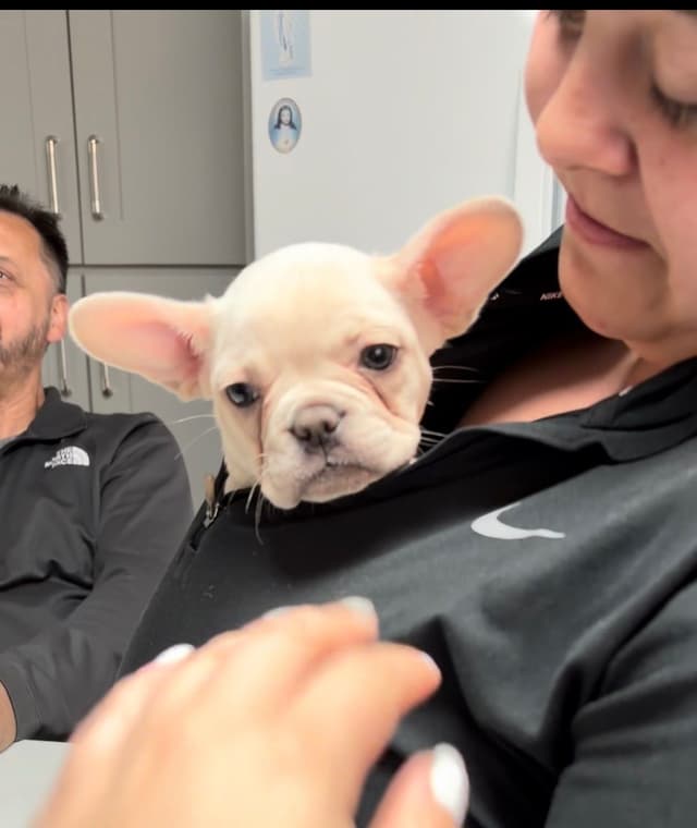 French Bulldog Cream Puppies media 6