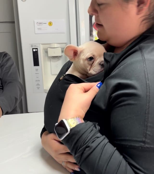 French Bulldog Cream Puppies media 5