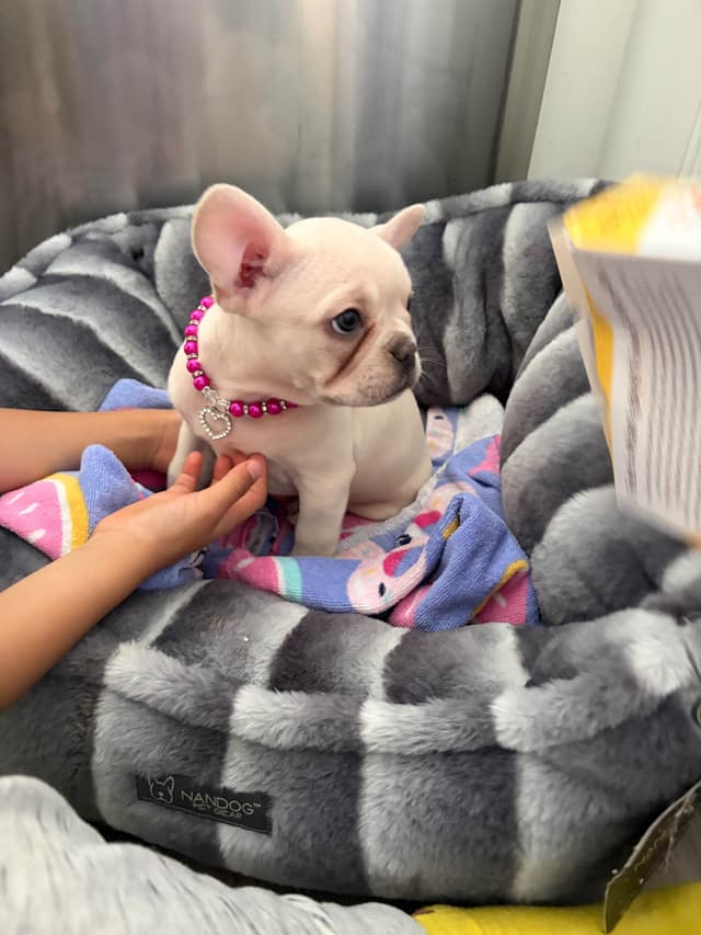 French Bulldog Cream Puppies media 8
