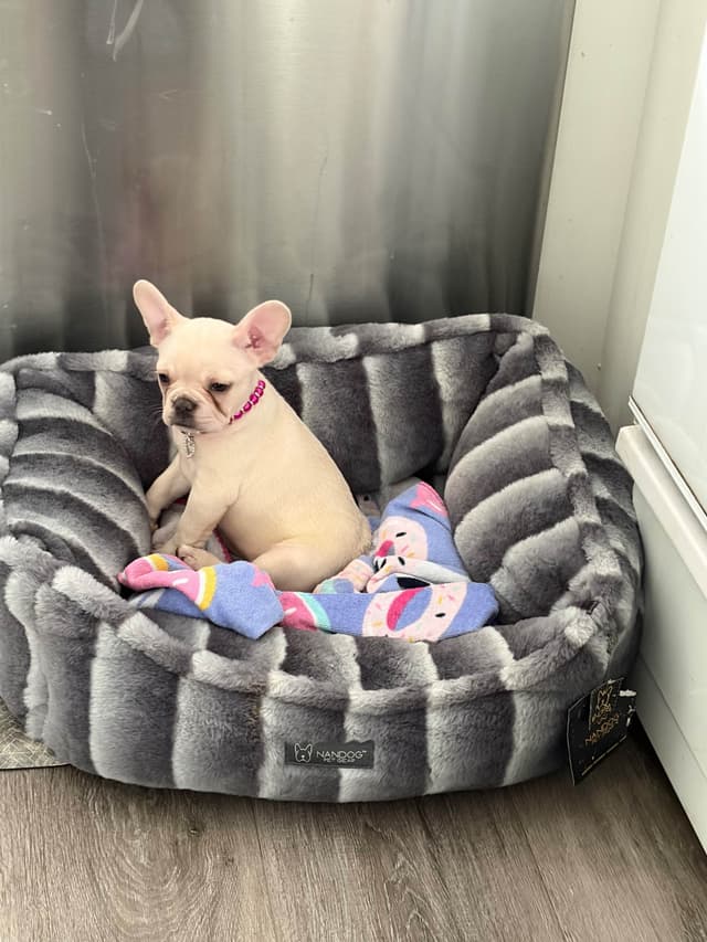 French Bulldog Cream Puppies media 2