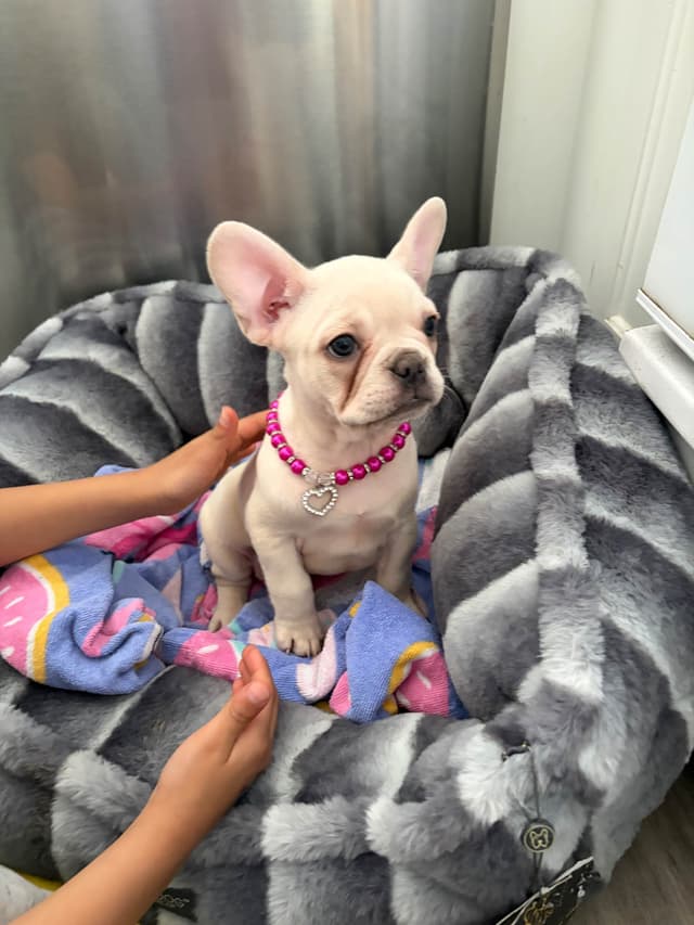 French Bulldog Cream Puppies media 9
