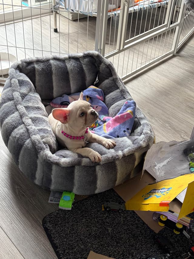 French Bulldog Cream Puppies media 10