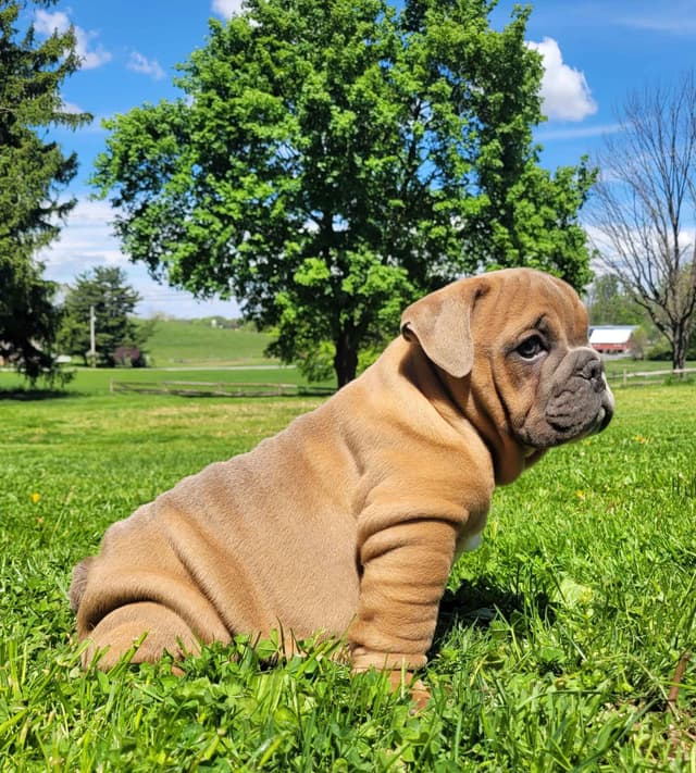 English Bulldog Puppies media 2