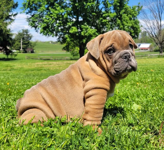 English Bulldog Puppies media 3