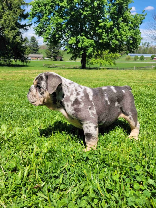 English Bulldog Puppies media 5