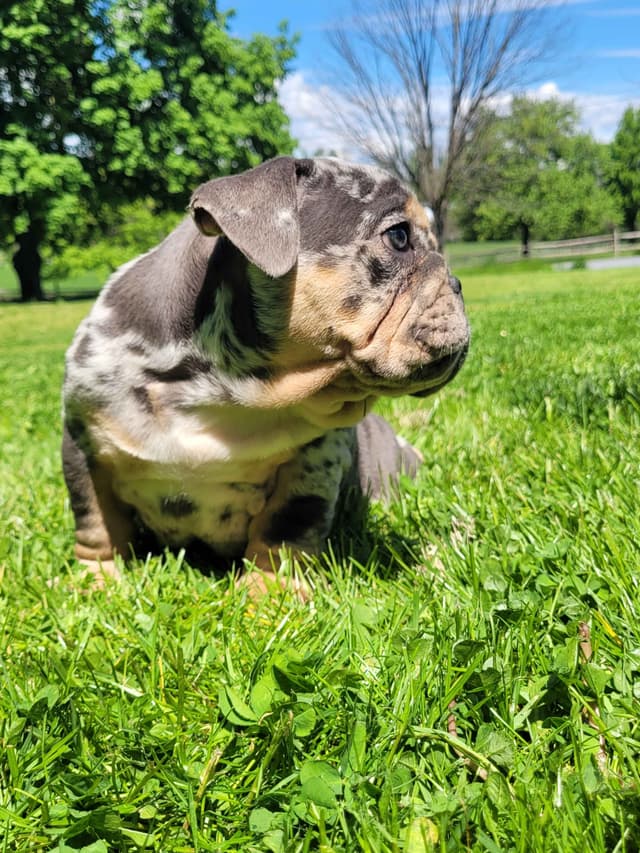 English Bulldog Puppies media 6