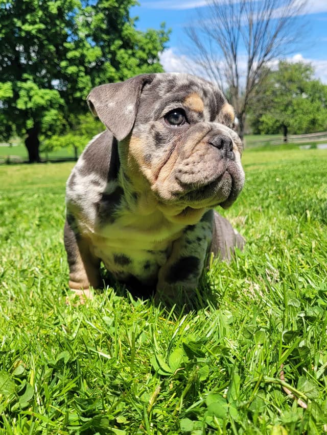 English Bulldog Puppies media 7