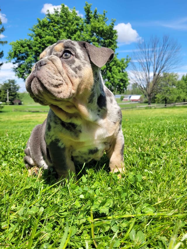 English Bulldog Puppies media 8