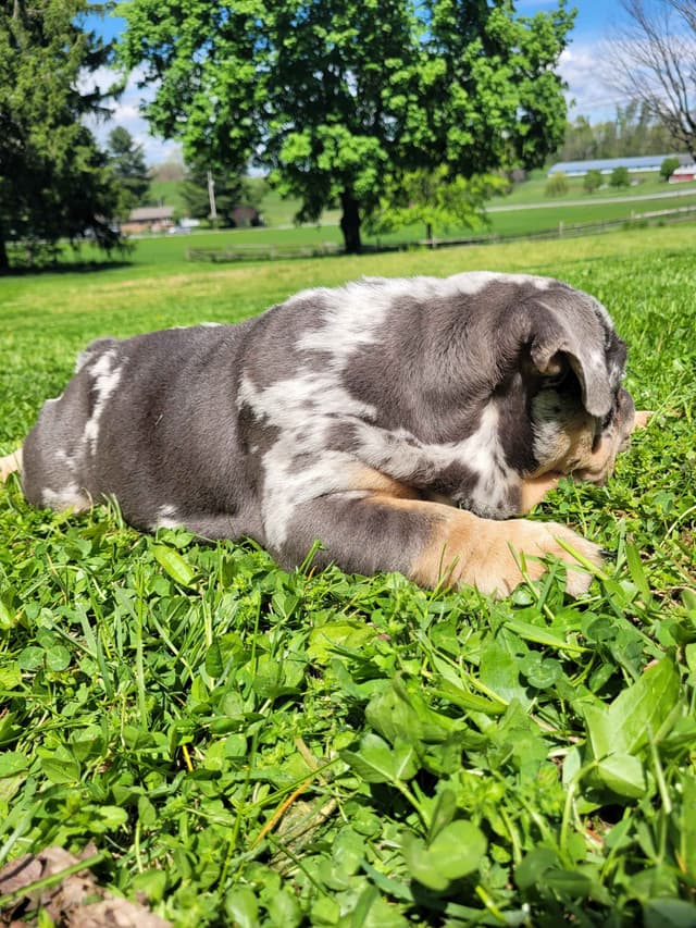 English Bulldog Puppies media 9