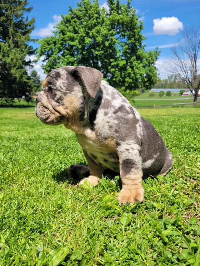 English Bulldog Puppies media 10