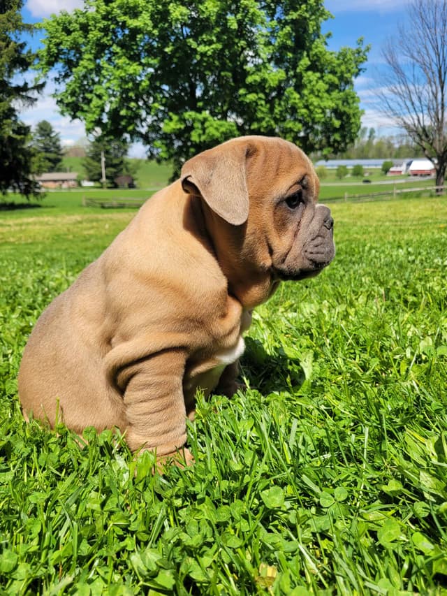 English Bulldog Puppies media 11