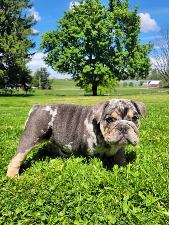 English Bulldog Puppies media 12