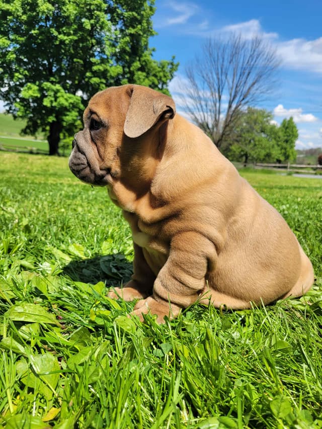 English Bulldog Puppies media 13