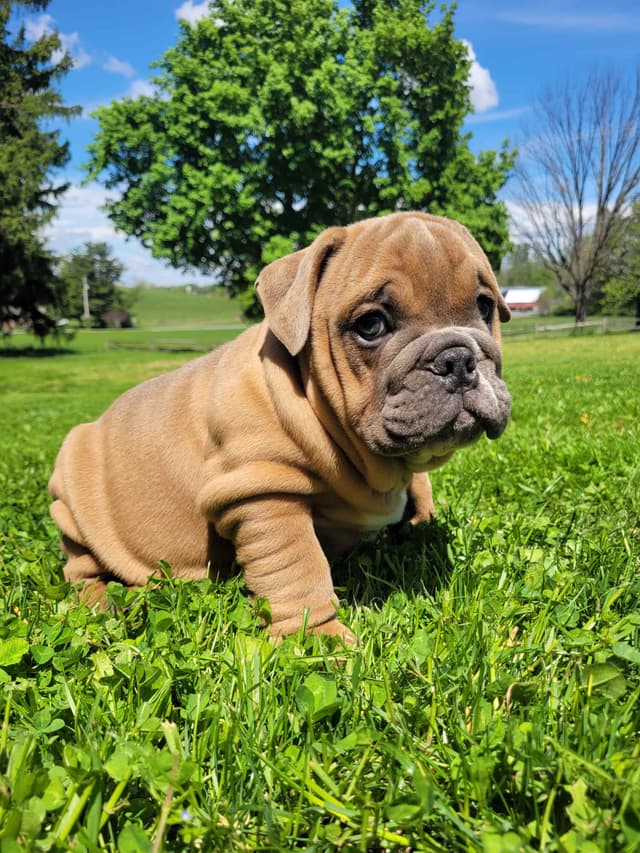 English Bulldog Puppies media 14