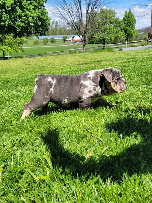 English Bulldog Puppies media 15