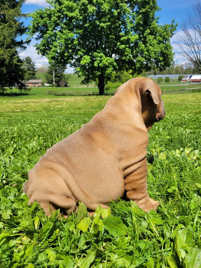 English Bulldog Puppies media 16