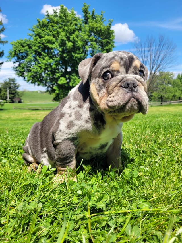 English Bulldog Puppies media 17