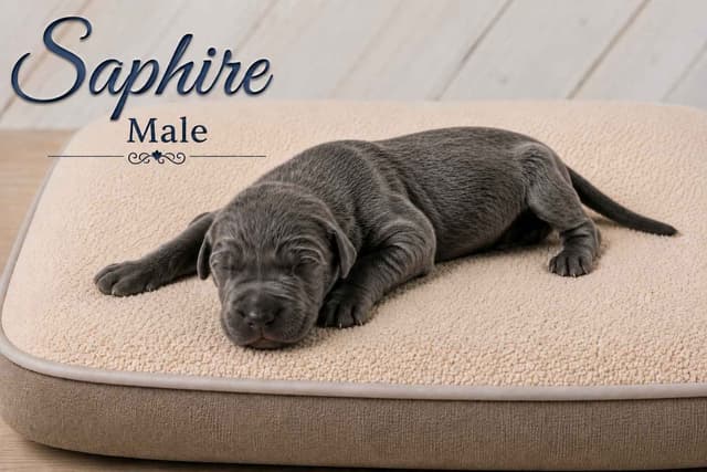 The Gems..Great Dane Puppies media 11