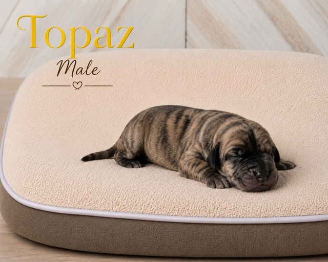 The Gems..Great Dane Puppies media 19