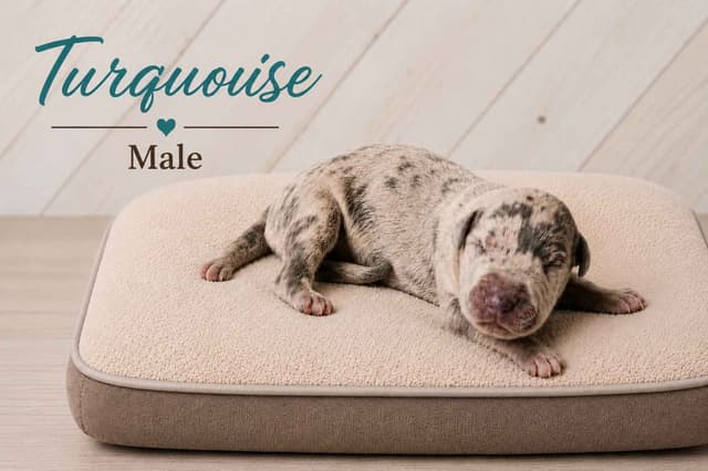 The Gems..Great Dane Puppies media 17