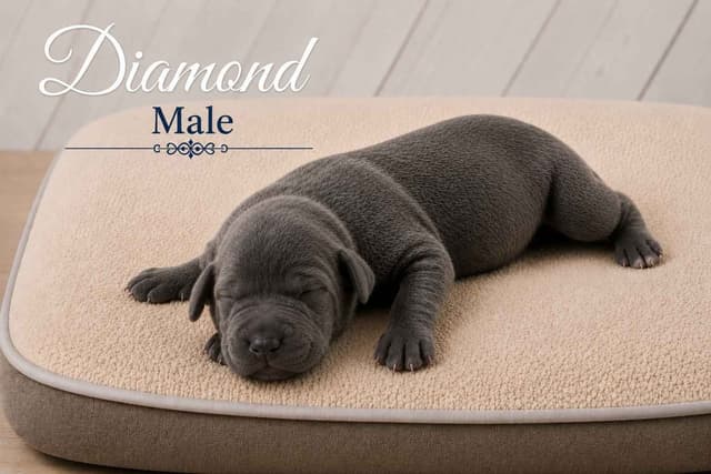 The Gems..Great Dane Puppies media 18