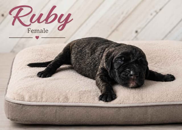 The Gems..Great Dane Puppies media 20