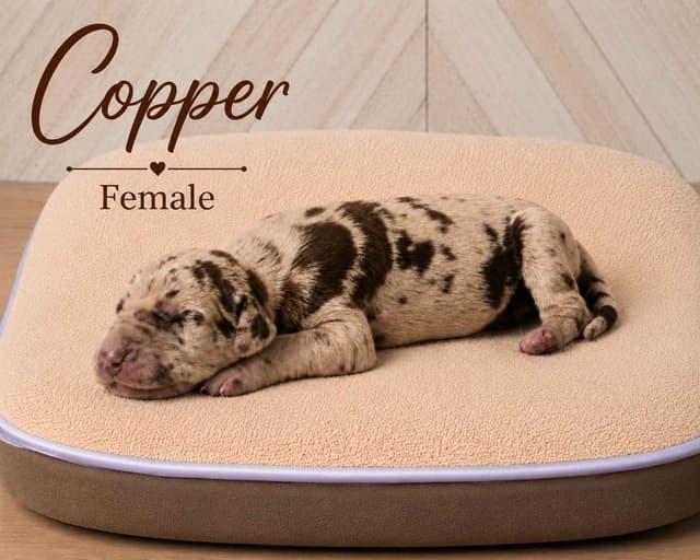The Precious Metals...Great Dane Puppies media 2