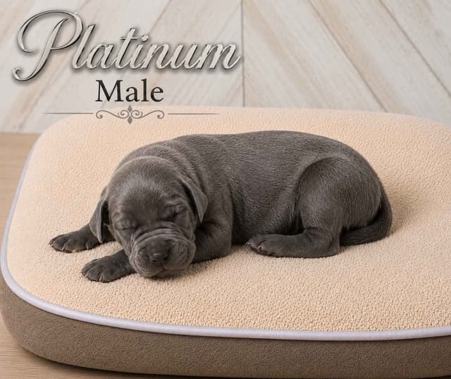 The Precious Metals...Great Dane Puppies media 4