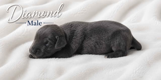 The Gems..Great Dane Puppies media 7